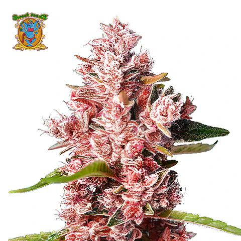 Sweet Seeds Tropicanna Poison F1 Fem