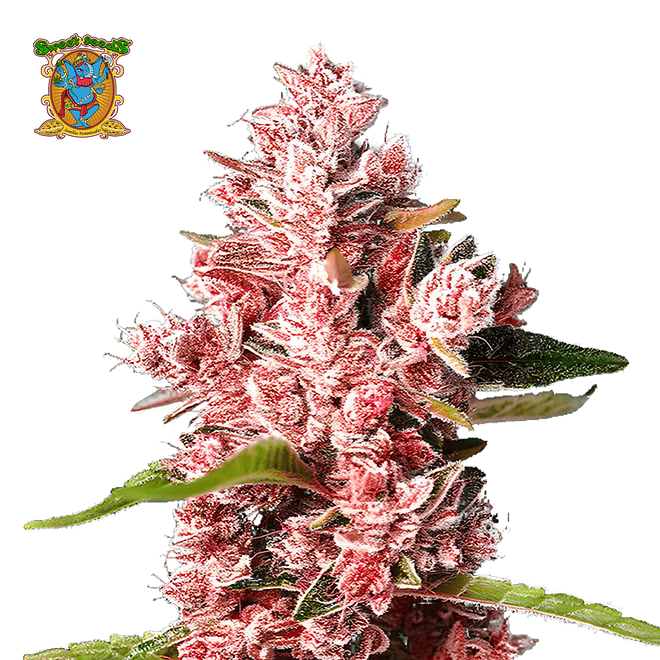 Sweet Seeds Tropicanna Poison F1 Fem 2