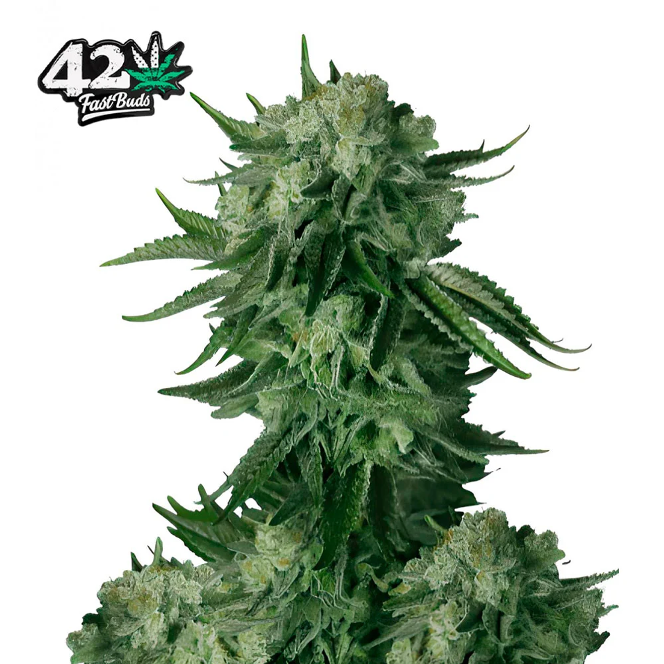 Fast Buds Original Moby Dick Auto 3 + 2 2