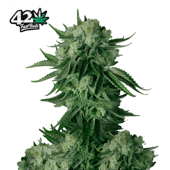 Fast Buds Original Moby Dick Auto 3 + 2 2