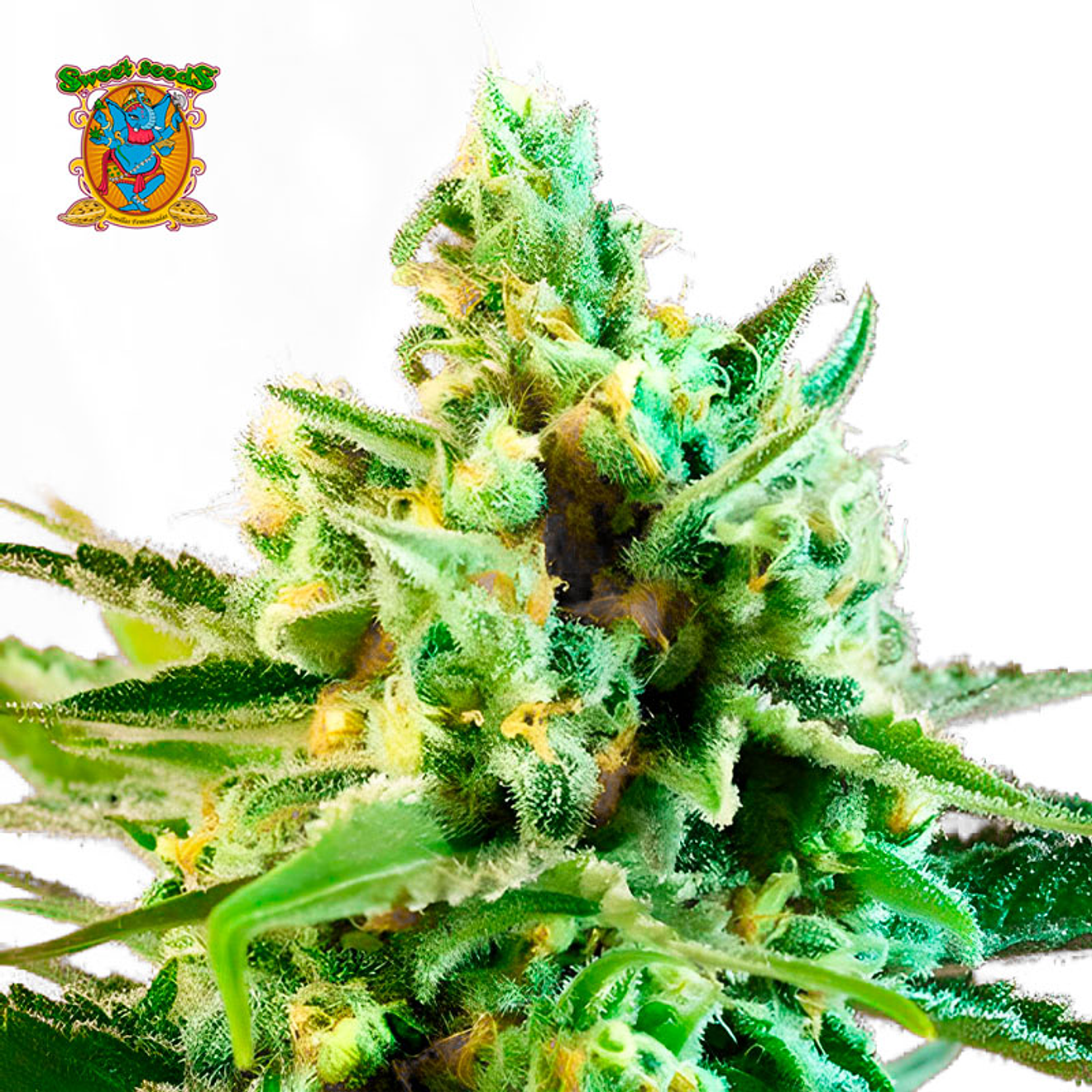 Sweet Seeds Sweet Afgani Delicious S1 Fem 2