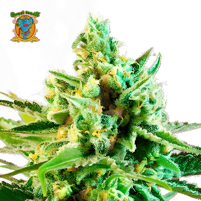 Sweet Seeds Sweet Afgani Delicious S1 Fem 2