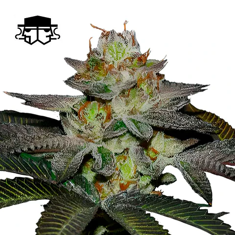 Secretfile Seeds Coco Nutty x Fruity Pebbles OG FEM 3 + 1