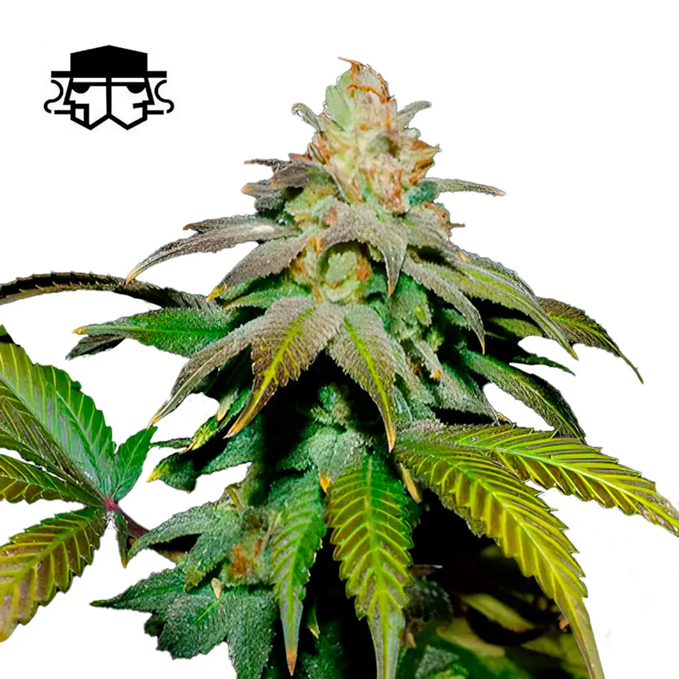 Secretfile Seeds Guava x Fruity Pebbles OG FEM 3 + 1 2