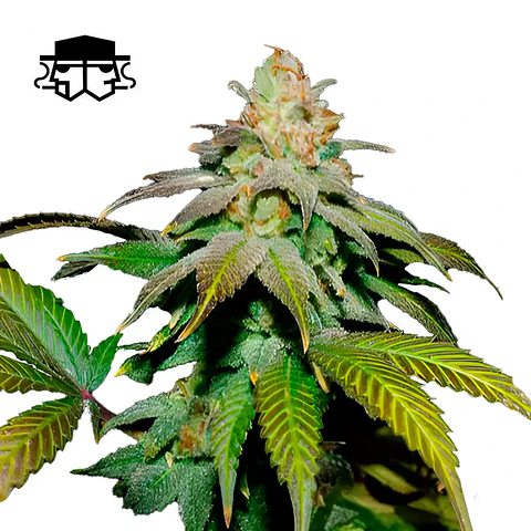 Secretfile Seeds Guava x Fruity Pebbles OG FEM 3 + 1