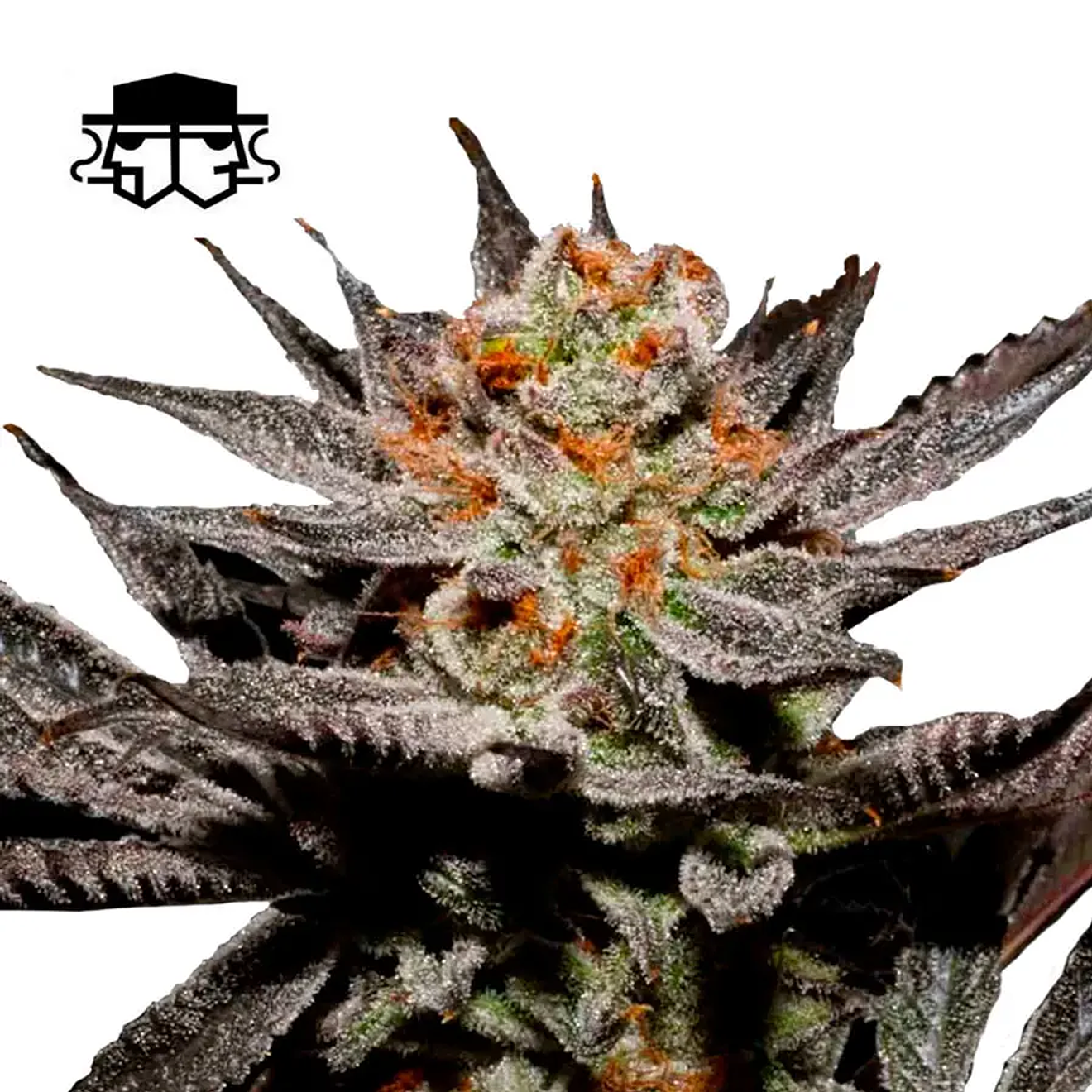 Secretfile Seeds Fuji Juice x Fruity Pebbles OG FEM 3 + 1 2