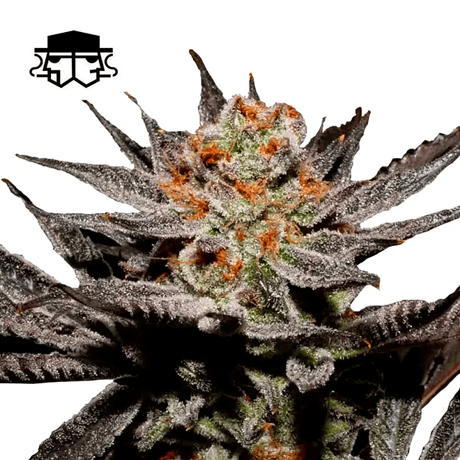 Secretfile Seeds Fuji Juice x Fruity Pebbles OG FEM 3 + 1 2