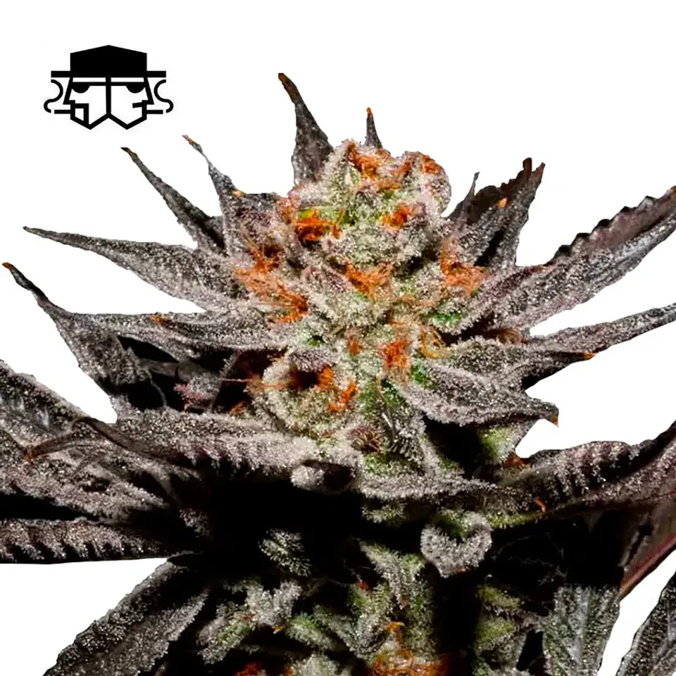 Secretfile Seeds Fuji Juice x Fruity Pebbles OG FEM 3 + 1 2