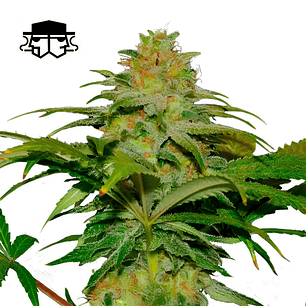 Secretfile Seeds Papaya x Fruity Pebbles OG FEM 3 + 1