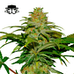 Secretfile Seeds Papaya x Fruity Pebbles OG FEM 3 + 1 - Miniatura 2