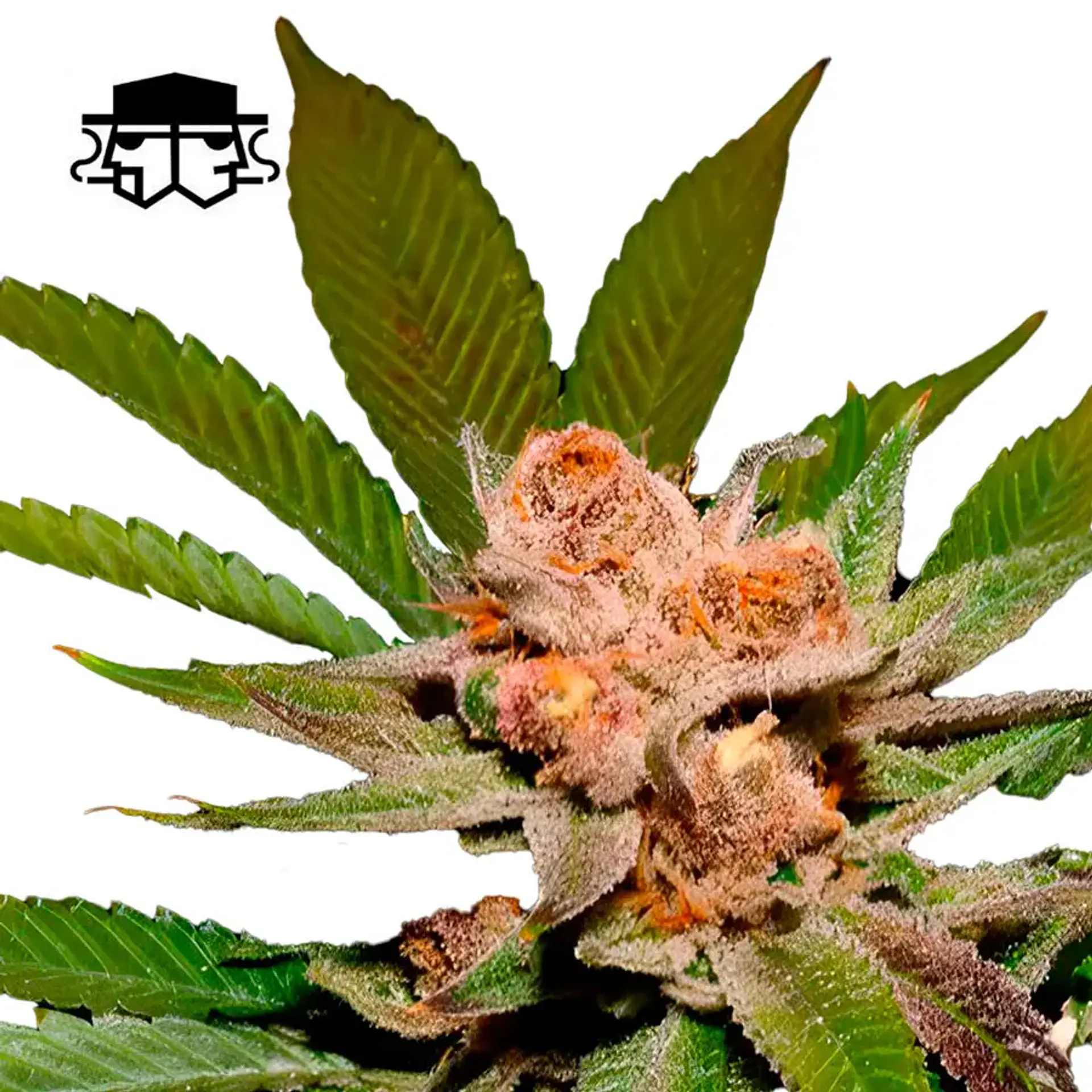 Secretfile Seeds Strawpicanna x Fruity Pebbles OG FEM 3 + 1 2
