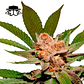 Secretfile Seeds Strawpicanna x Fruity Pebbles OG FEM 3 + 1 - Miniatura 2