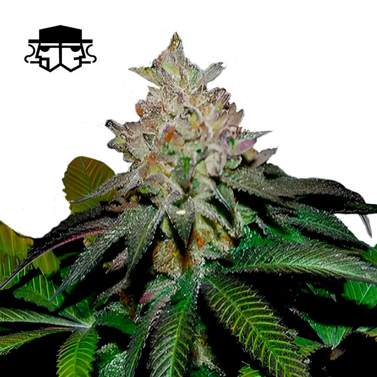 Secretfile Seeds Spritz x Fruity Pebbles OG Fem 3 + 1 2