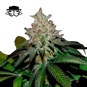 Secretfile Seeds Spritz x Fruity Pebbles OG Fem 3 + 1