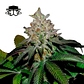 Secretfile Seeds Spritz x Fruity Pebbles OG Fem 3 + 1 - Miniatura 2