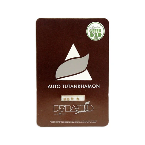 Pyramid Seeds Tutankhamon Auto