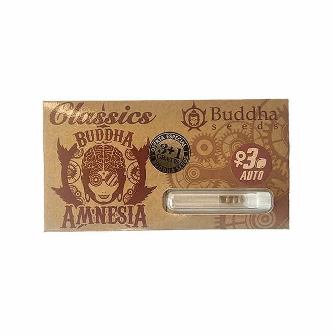 Buddha Seeds Amnesia Classics Auto 1
