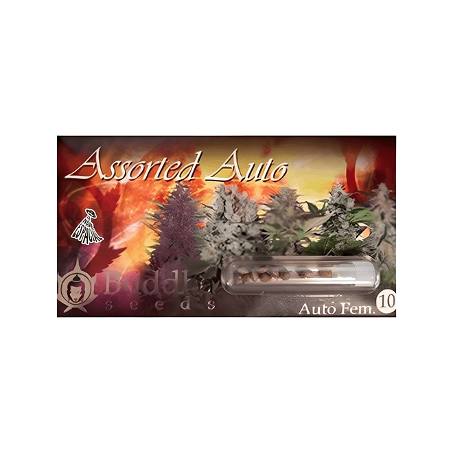 Buddha Seeds Assorted Auto 1