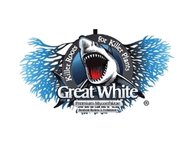 Great White