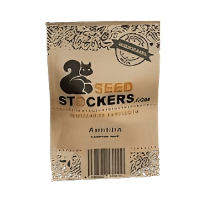 Seed Stockers Amnesia Auto 1