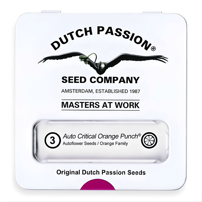 Dutch Passion Critical Orange Punch Feminizada 1