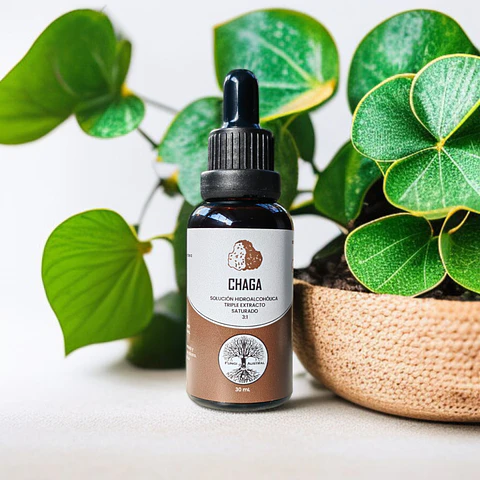 Chaga