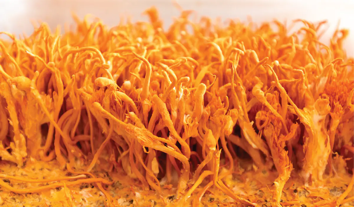 Cordyceps (Cordyceps Millitaris)