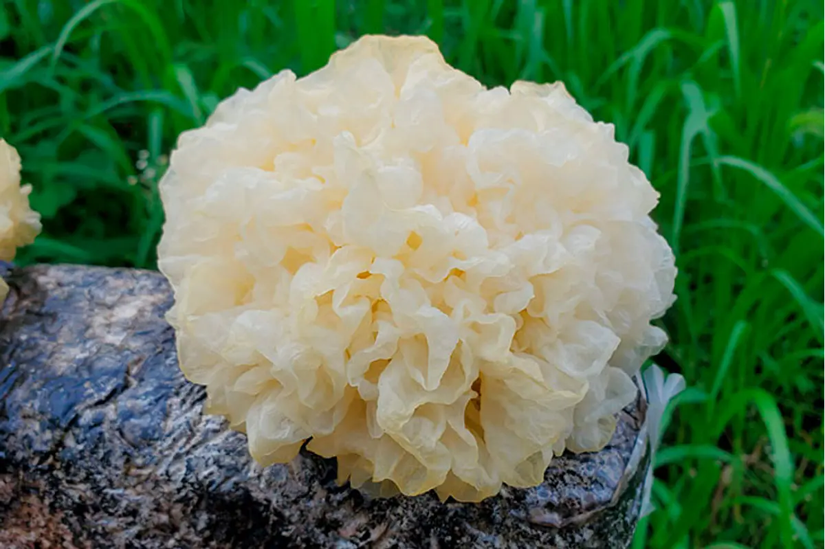 Hongo Nieve (Tremella Fuciformis)