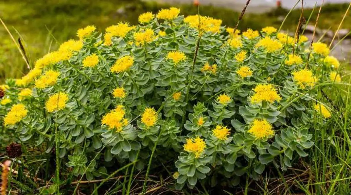 Rhodiola (Rhodiola Rosea)
