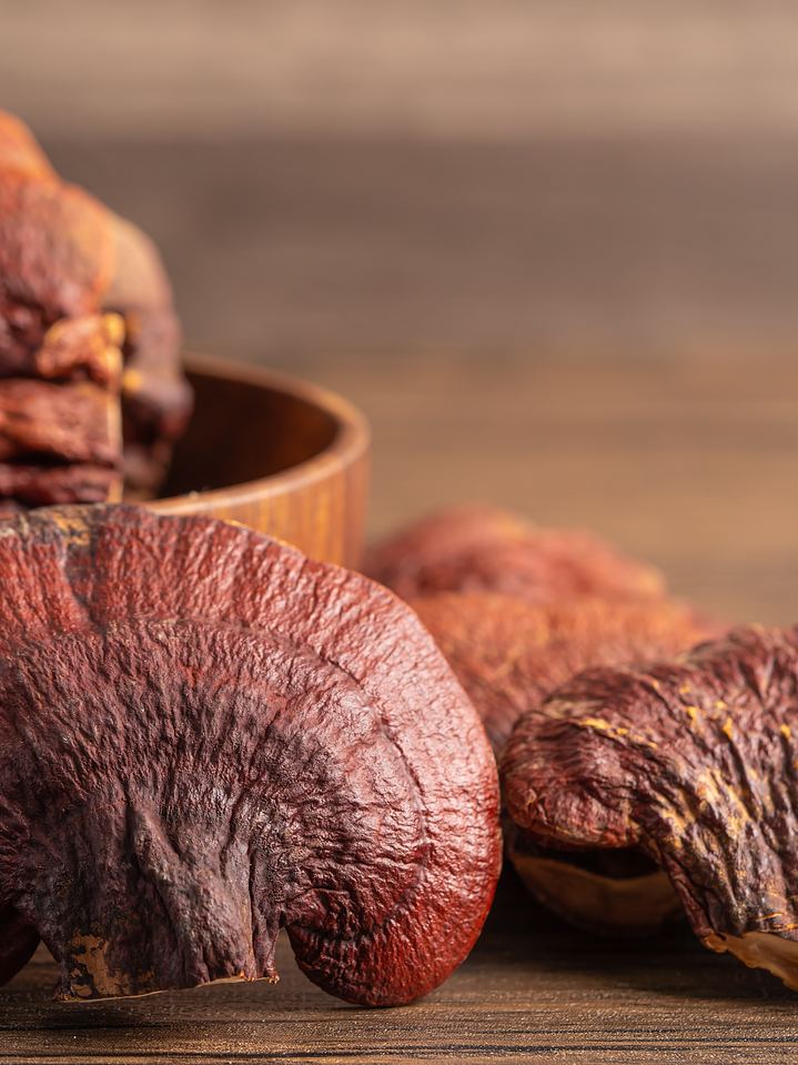 Reishi - Ganoderma lucidum 2