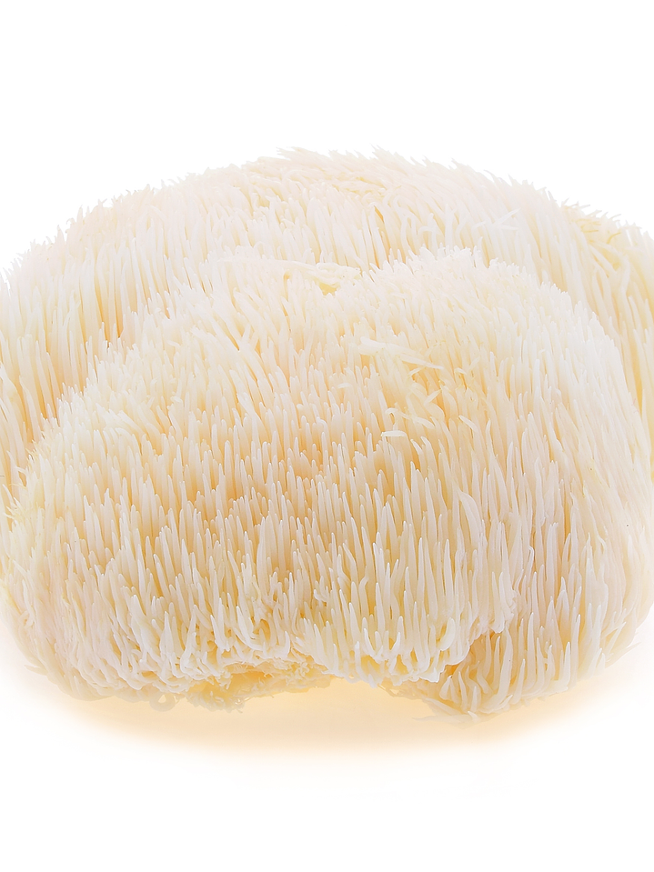 Melena de león - Hericium erinaceus 2