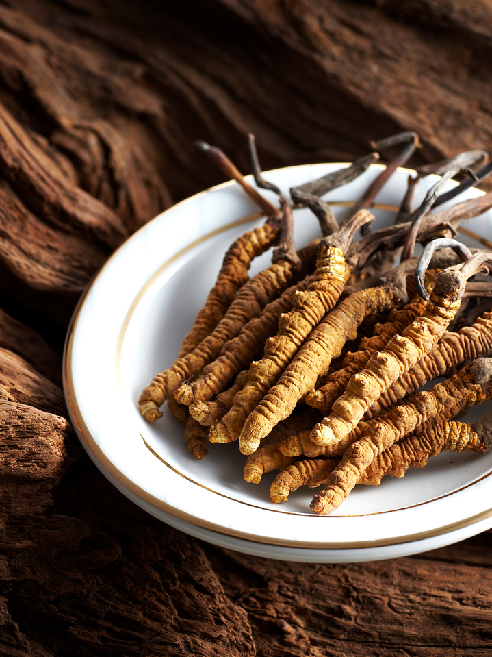 Cordyceps militaris 2