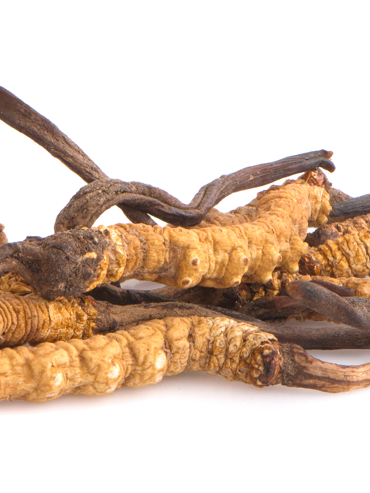 Cordyceps militaris 3