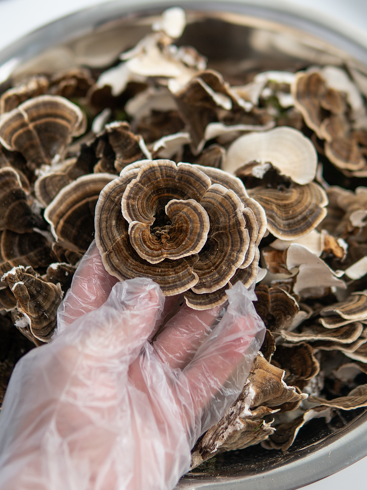 Cola de pavo - Trametes versicolor 2