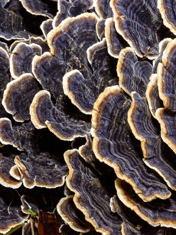 Cola de pavo - Trametes versicolor 3