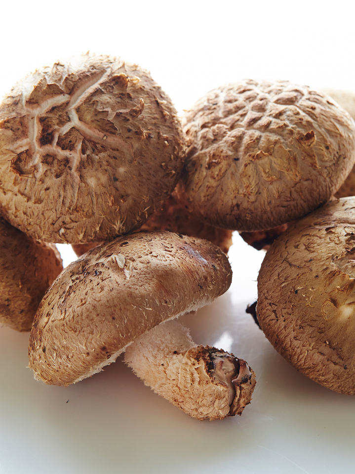 Shiitake - Lentinula edodes 2