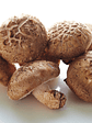 Shiitake - Lentinula edodes - Miniatura 2