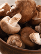 Shiitake - Lentinula edodes - Miniatura 3