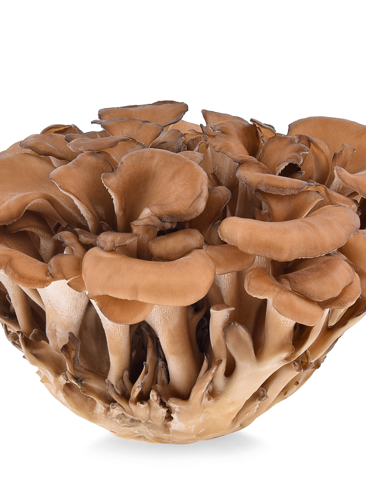 Maitake - Grifola frondosa 2