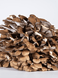 Maitake - Grifola frondosa - Miniatura 3