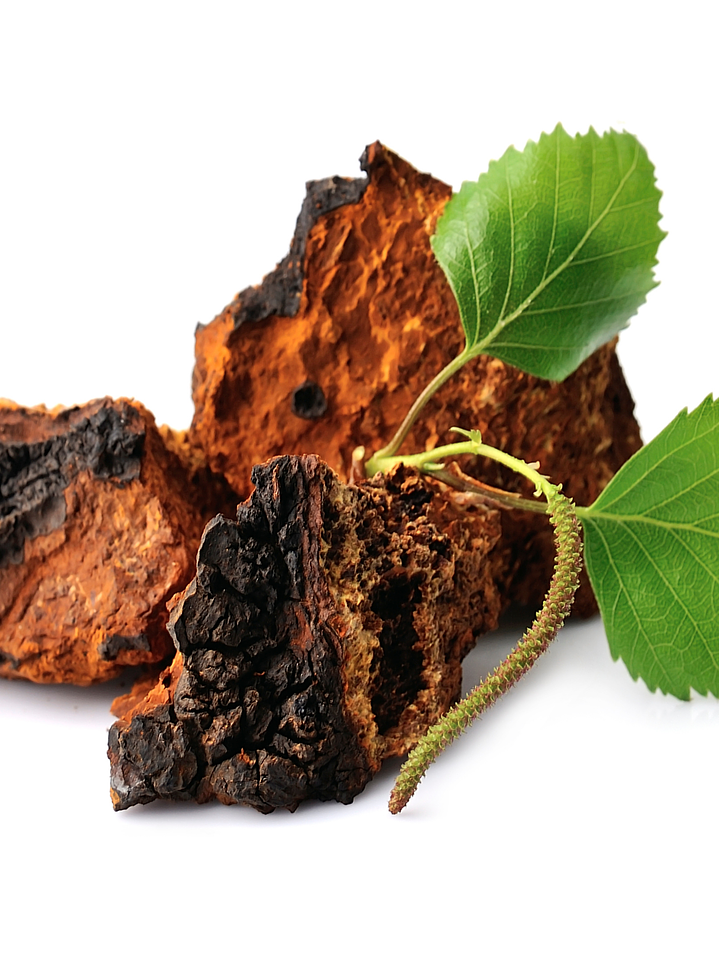 Chaga - Inonotus obliquus 2