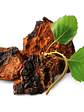 Chaga - Inonotus obliquus - Miniatura 2