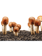 Agaricus blazei - Agaricus subrufescens - Miniatura 2