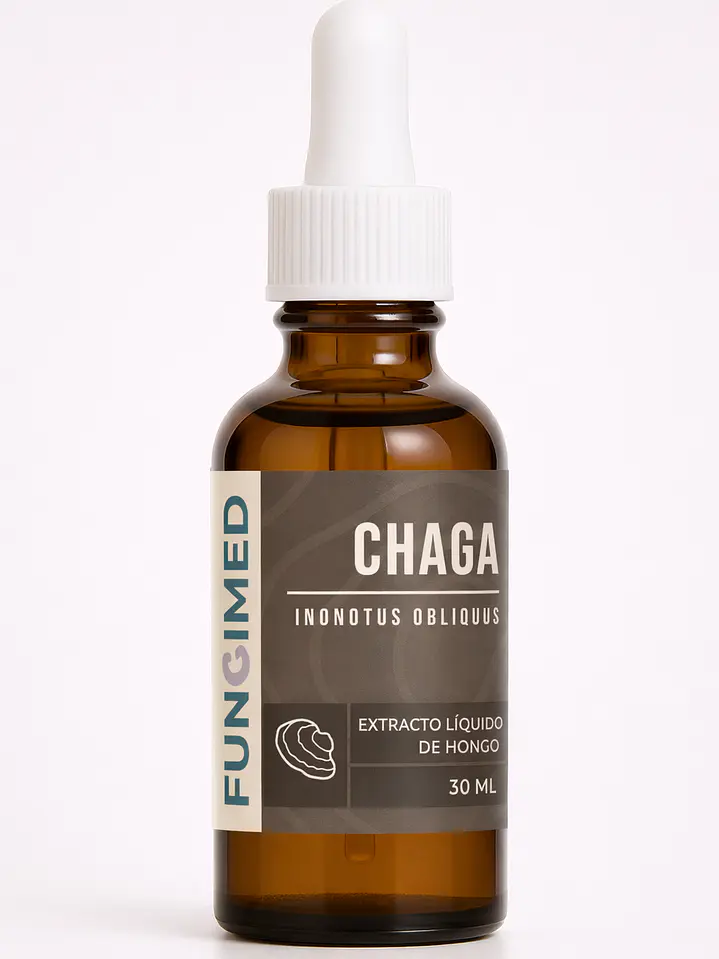 Chaga - Inonotus obliquus 1