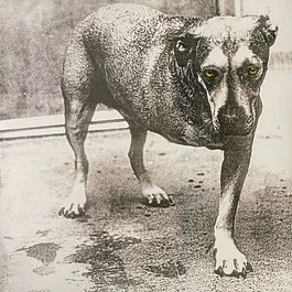 Alice In Chains – Alice In Chains (1995 - 2LP)