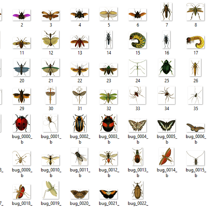 Kit Digital Insetos  2