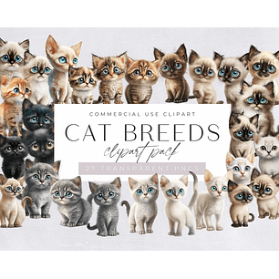 Kit Digital Raça de Gato 