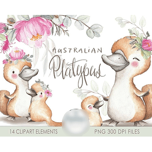 Kit Digital Ornitorrinco Australiano