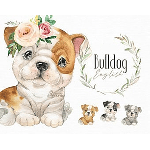 Kit Digital Bulldog Pets