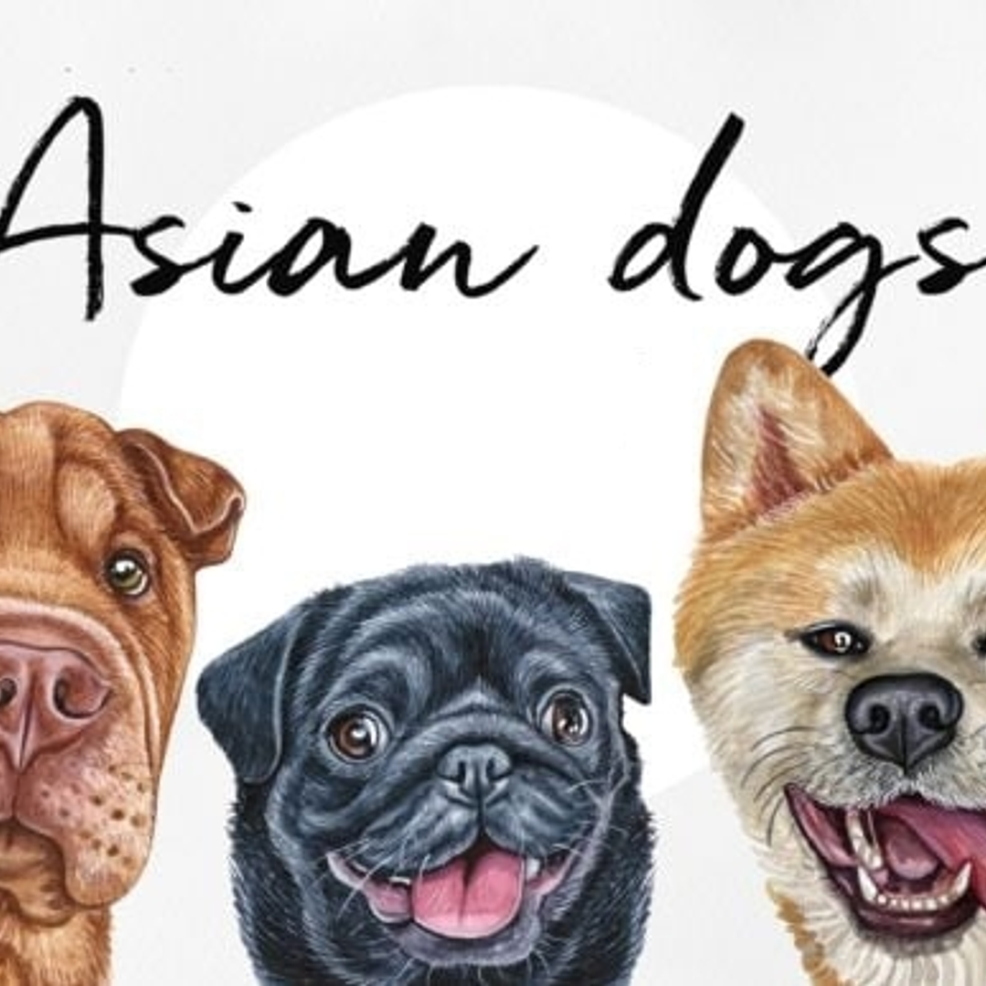 Kit Digital Chorro Pet Asian  1